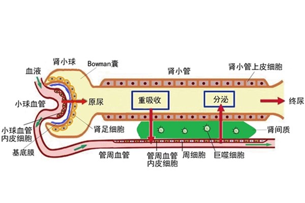 大工在芯片肾模拟研究方面取得重要进展-大连理工大学新闻网