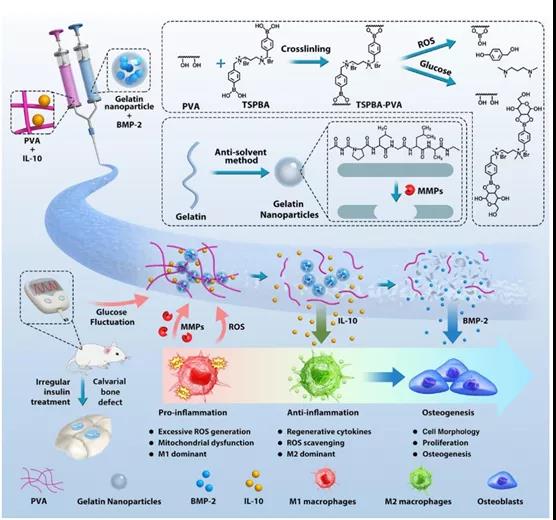 生物工程学院开发“诊断-治疗”逻辑智能型生物医用材料